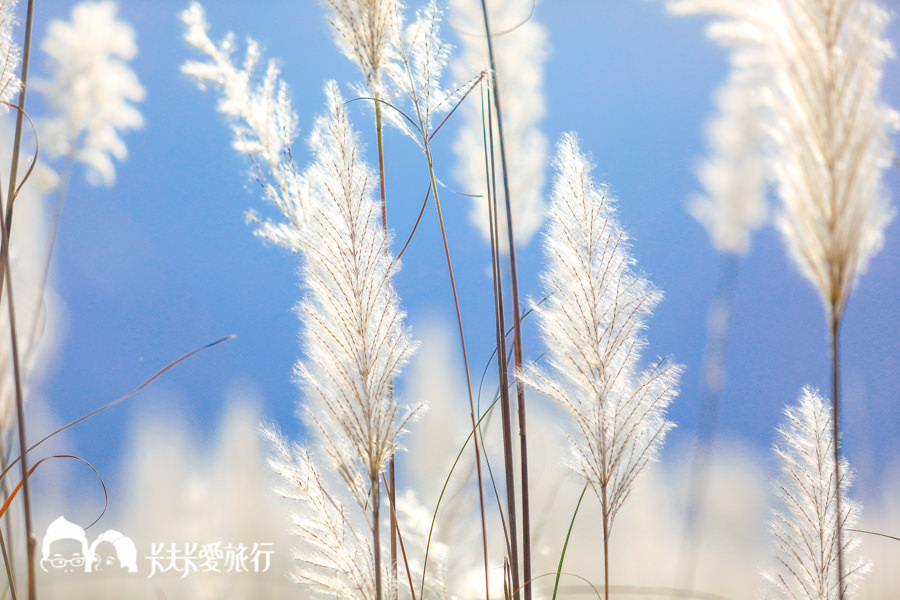 【宜蘭景點】銀白色夢幻下雪了！5個白芒花、甜根子草秘境公開秋冬限定菅芒花海