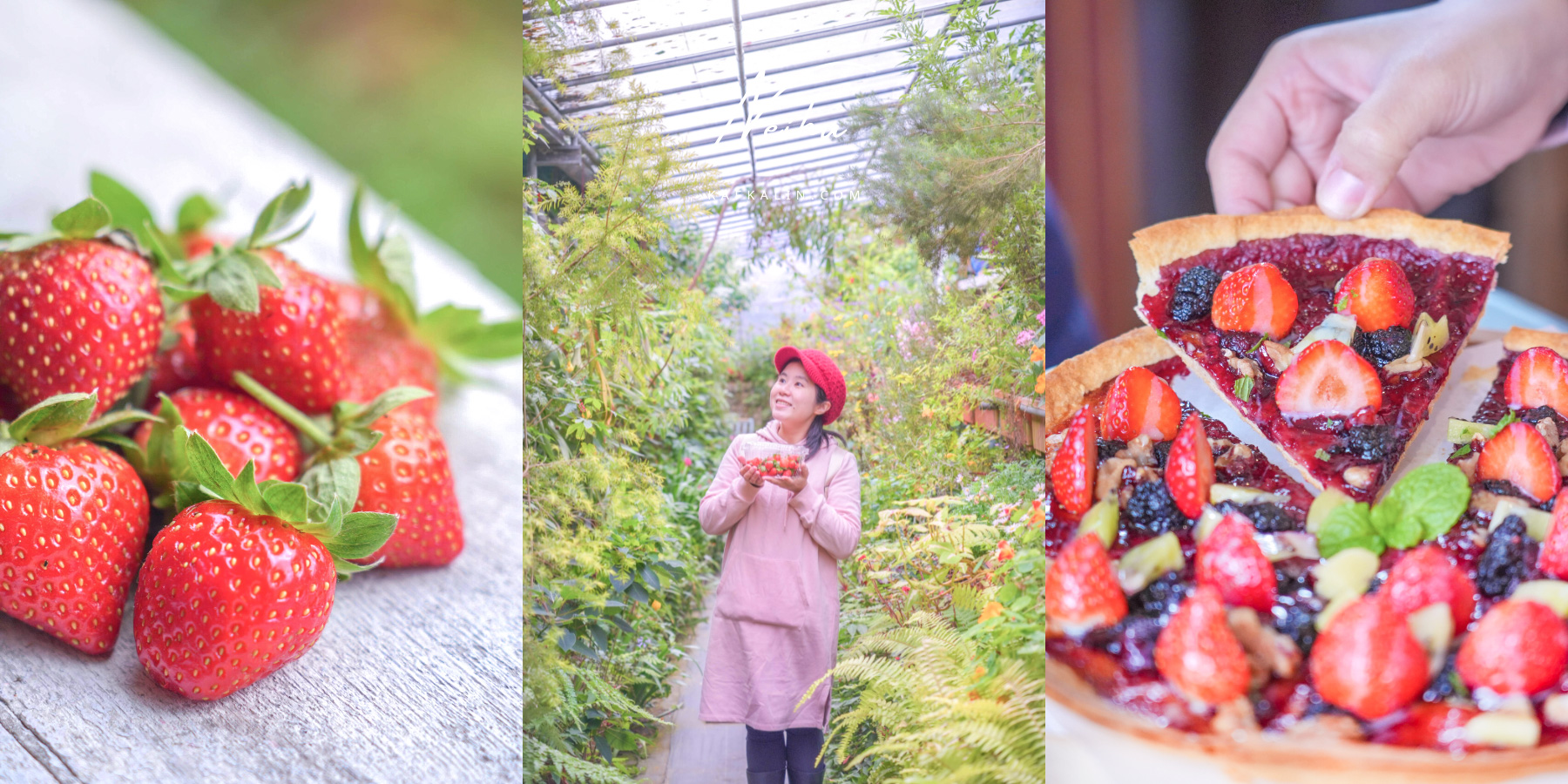 台北內湖莓圃休閒農園，採草莓推薦免費入園預約主題餐廳菜單 @卡夫卡愛旅行