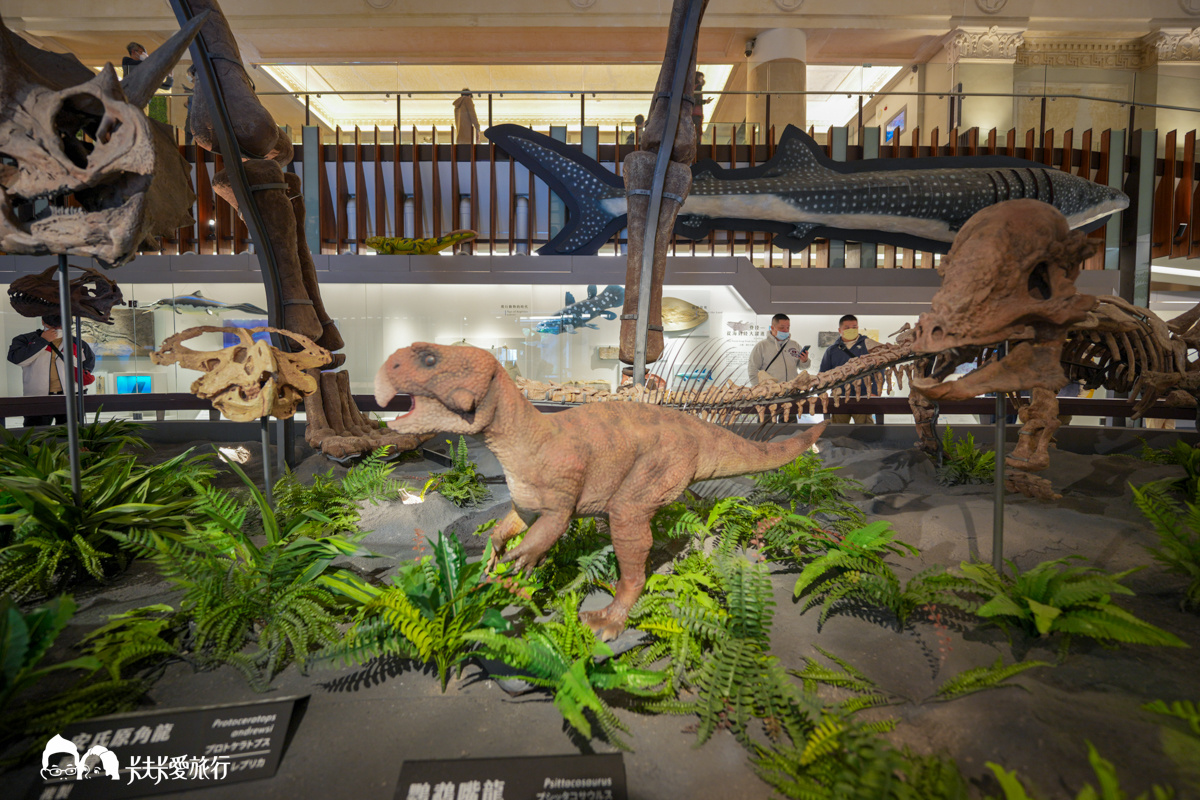 臺灣博物館古生物館，台北親子景點恐龍展暴龍化石門票票價