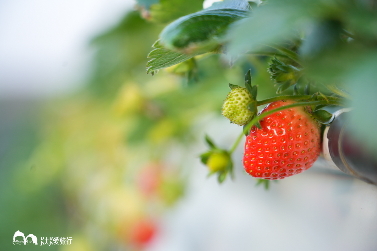 苗栗大湖採草莓推薦，阿雪草莓園免彎腰高架園區預約價格門票