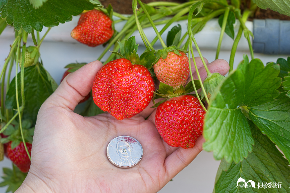 苗栗大湖採草莓！滿意高架牛奶蜜草莓農場，超特別白草莓亮相價格評價