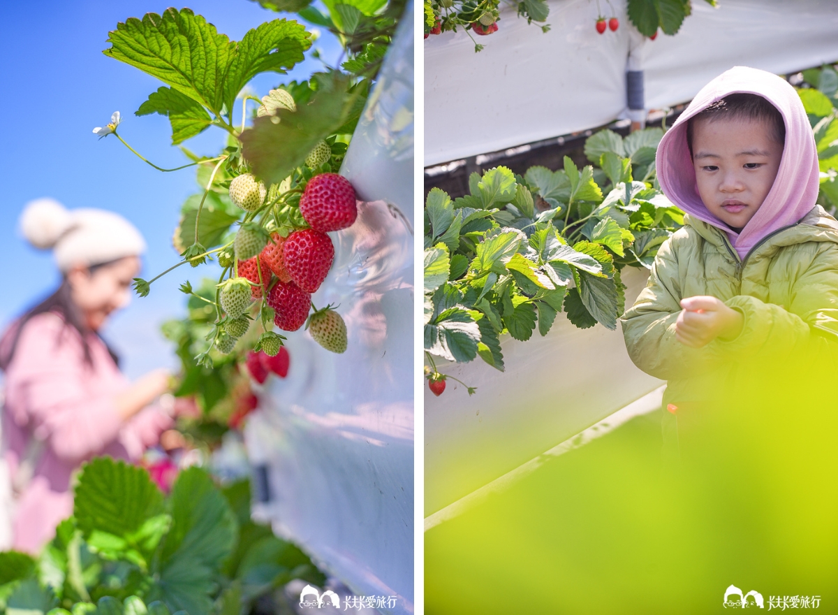 苗栗大湖採草莓！滿意高架牛奶蜜草莓農場，超特別白草莓亮相價格評價