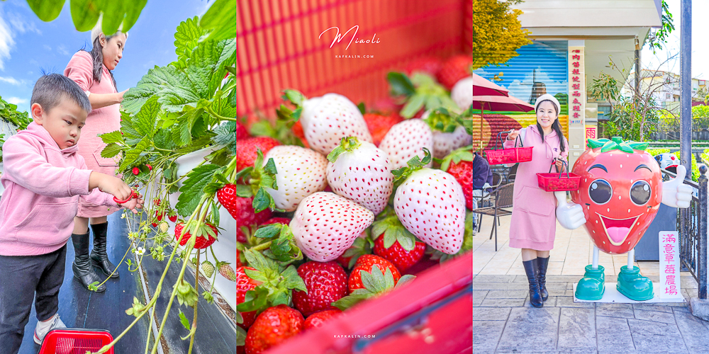苗栗大湖採草莓！滿意高架牛奶蜜草莓農場，超特別白草莓亮相價格評價 @卡夫卡愛旅行