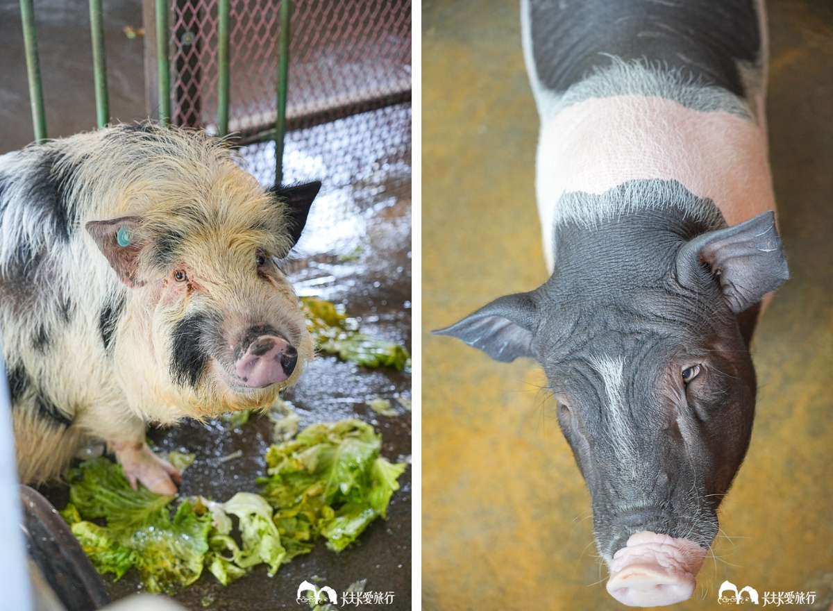 【宜蘭親子景點】廣興農場：焢土窯、餵動物、小豬彩繪必玩體驗美食午餐